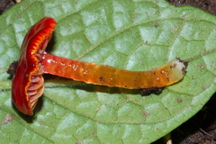 Hygrocybe minutula