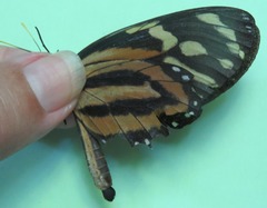 Lycorea halia atergatis