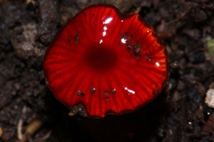 Hygrocybe minutula
