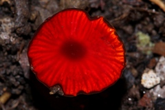Hygrocybe minutula