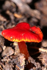 Hygrocybe minutula