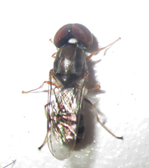 Cephalochrysa calopa