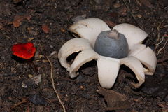 Hygrocybe minutula