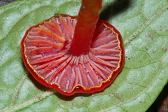 Hygrocybe minutula