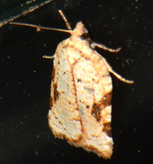 Acleris cervinana