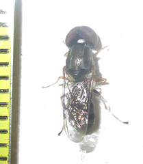 Cephalochrysa calopa