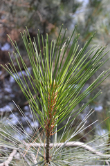 Pinus maximartinezii