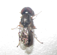 Cephalochrysa calopa