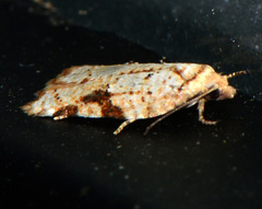 Acleris cervinana