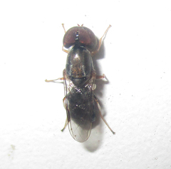 Cephalochrysa calopa