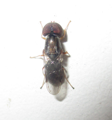 Cephalochrysa calopa