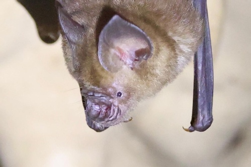 Biak Roundleaf Bat (Hipposideros papua) — Least Concern Mammalia