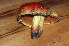 Exsudoporus
