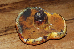 Exsudoporus