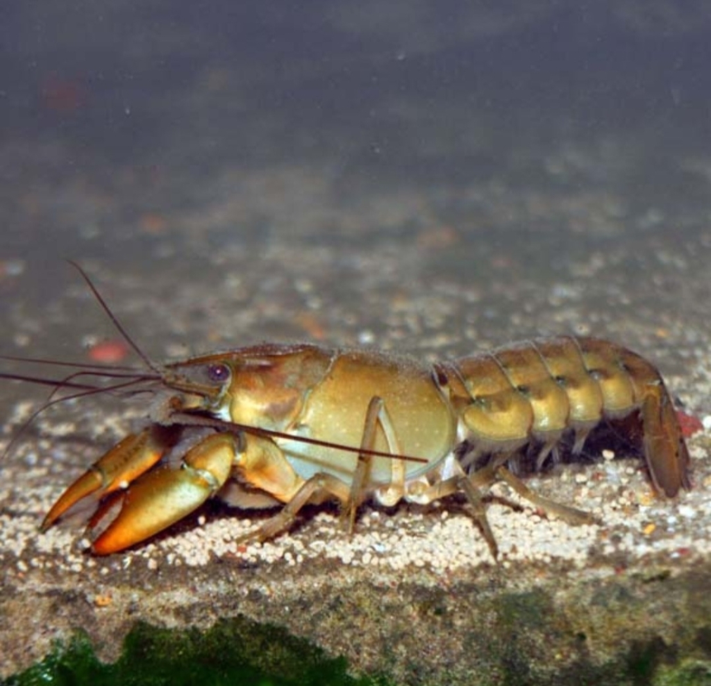 Whiteclaw Yabby