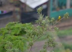 Geothlypis poliocephala