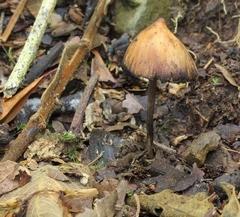 Psilocybe heimii