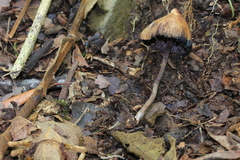 Psilocybe heimii
