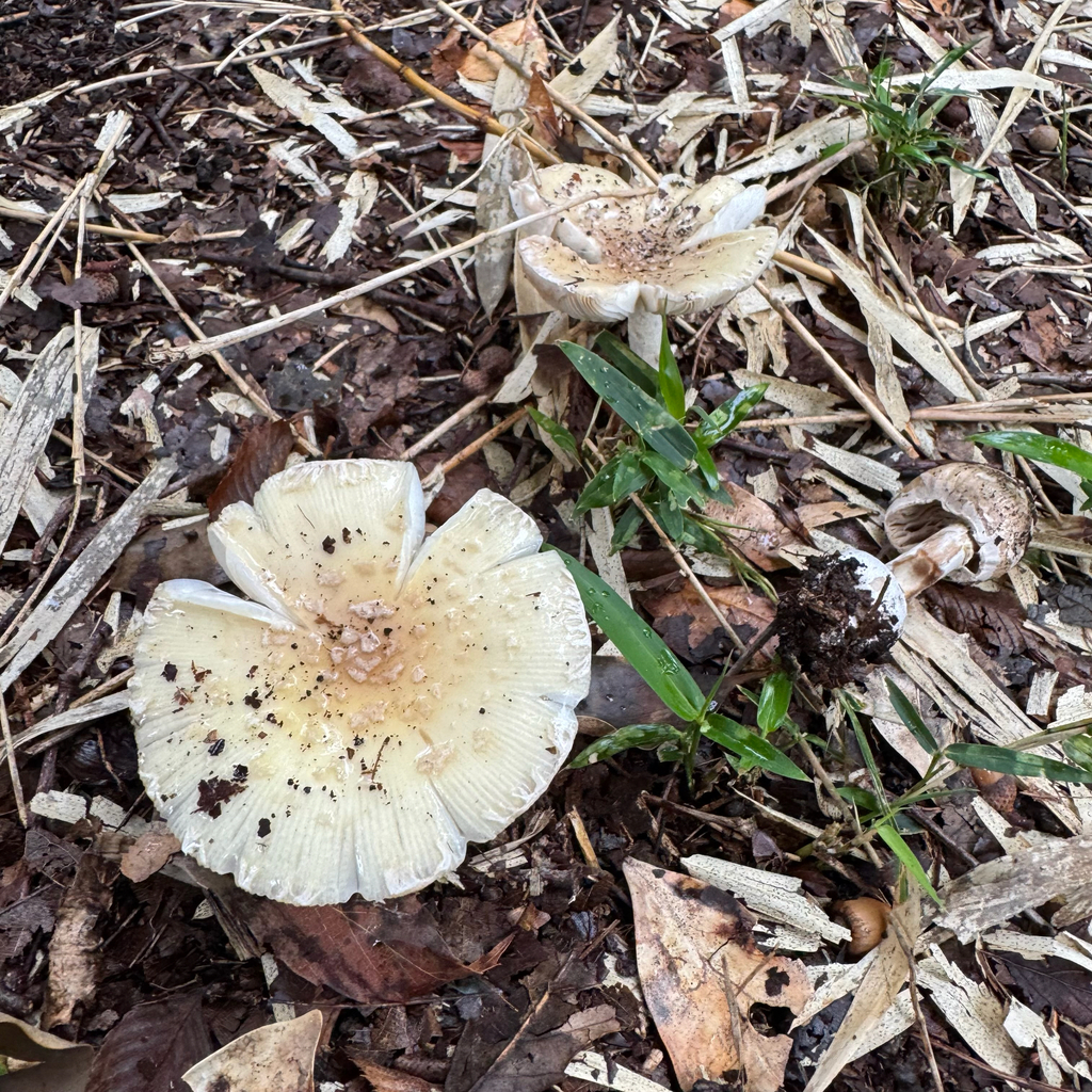 Amanita orientigemmata
