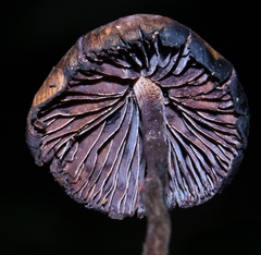 Psilocybe heimii