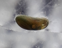 Herpetocypris