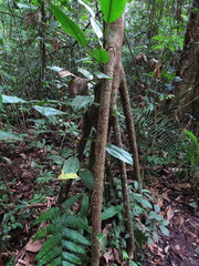 Socratea exorrhiza
