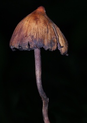 Psilocybe heimii