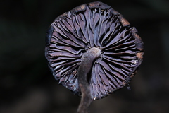 Psilocybe heimii