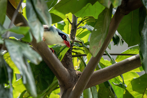 Indochinese Green Magpie (Cissa hypoleuca)