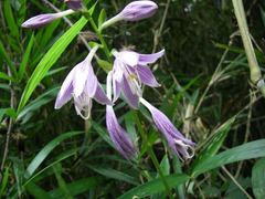 Hosta sieboldii