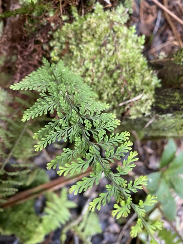 Adenophorus tripinnatifidus, 2025-09-30