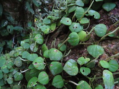 Peperomia serpens