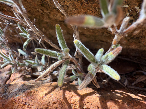 felt-leaved monardella (Monardella hypoleuca)