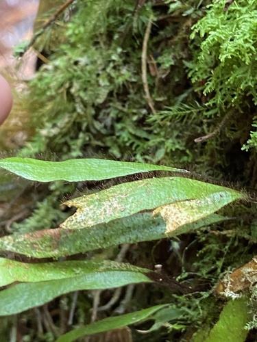 Oreogrammitis hookeri observed 2025-09-30