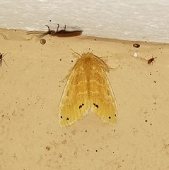 Artaxa guttata