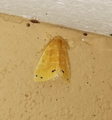 Artaxa guttata