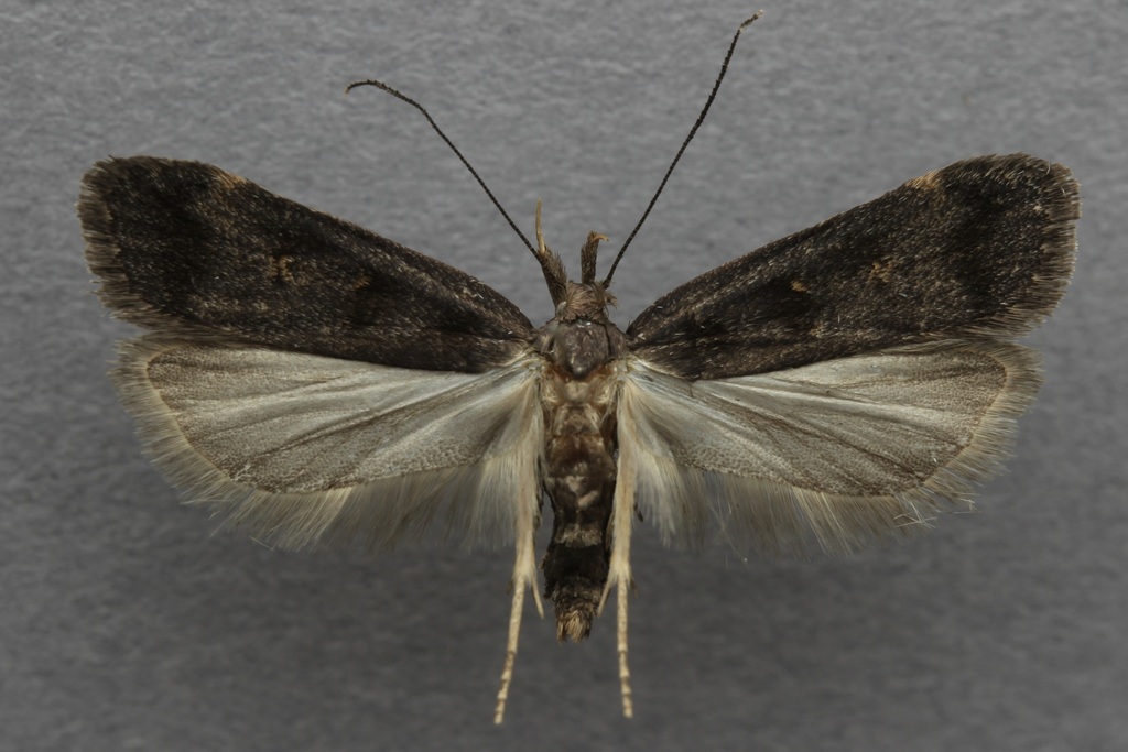 Dichomeris levisella