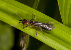 Odontomachus erythrocephalus