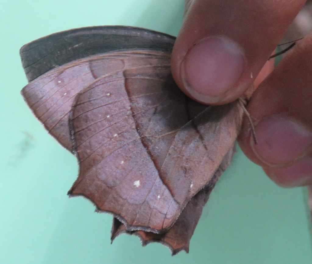 Stub-tailed Satyr