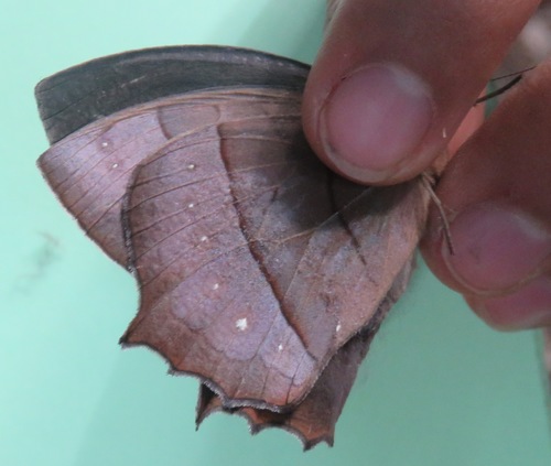 Stub-tailed Satyr