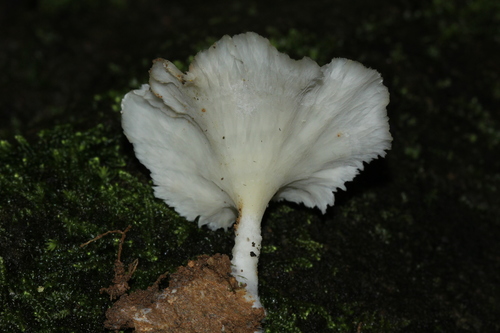 White Fan Fungus