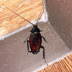 Periplaneta fuliginosa