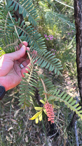 Caley's Grevillea (Grevillea caleyi)