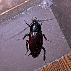 Periplaneta fuliginosa