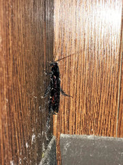 Periplaneta fuliginosa