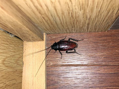 Periplaneta fuliginosa
