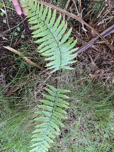 Dryopteris fuscoatra, 2025-09-30