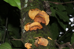 Mycobonia flava
