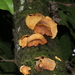Mycobonia - Photo (c) Alan Rockefeller, some rights reserved (CC BY), uploaded by Alan Rockefeller