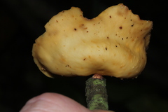Mycobonia flava